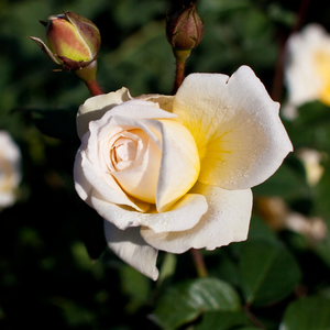Trandafir arbușt robust, potrivit ca trandafir de strat, cu înflorire durabilă.